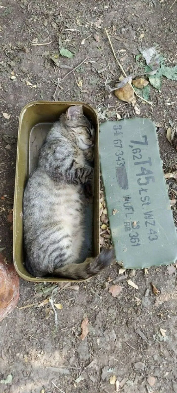 The Cat Supplies Have Arrived