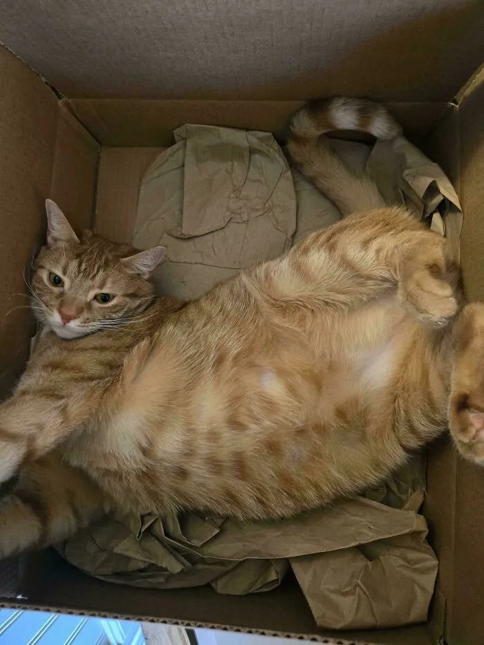 Orange Being Orange