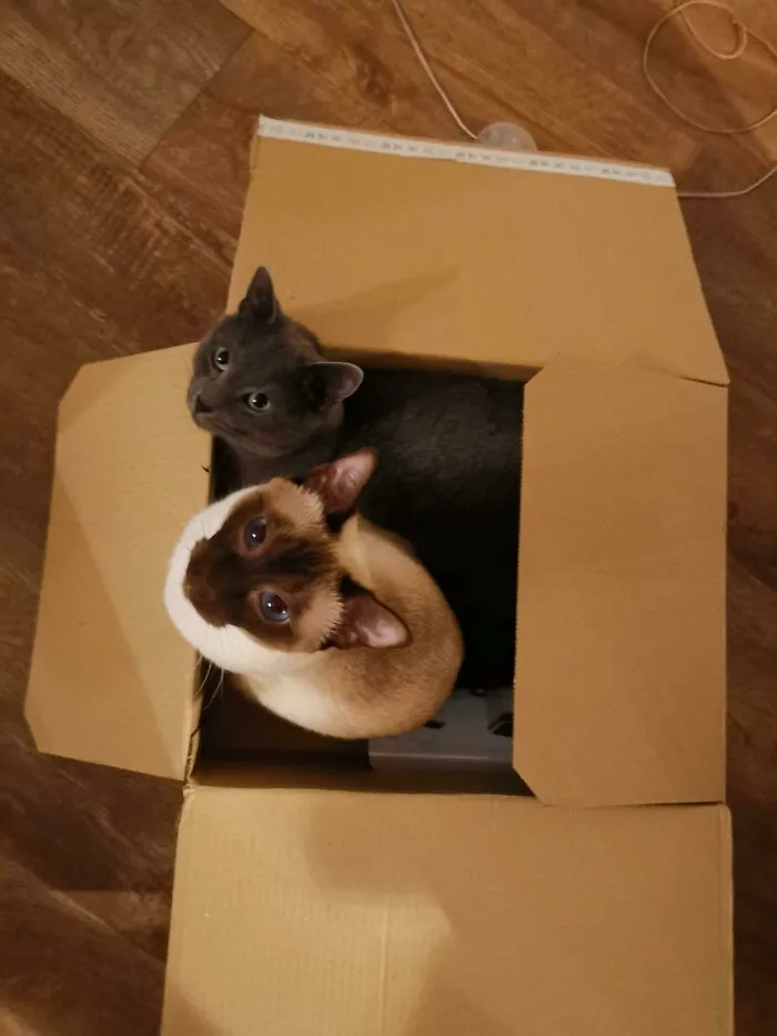 Both Cats Successfully Trapped