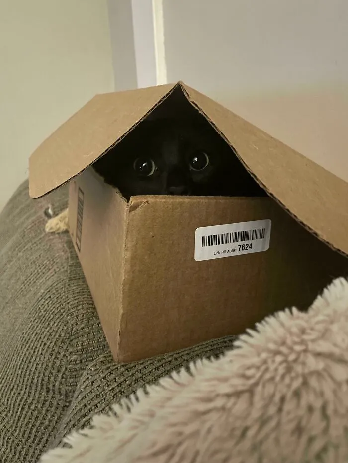Void 🐈‍⬛
