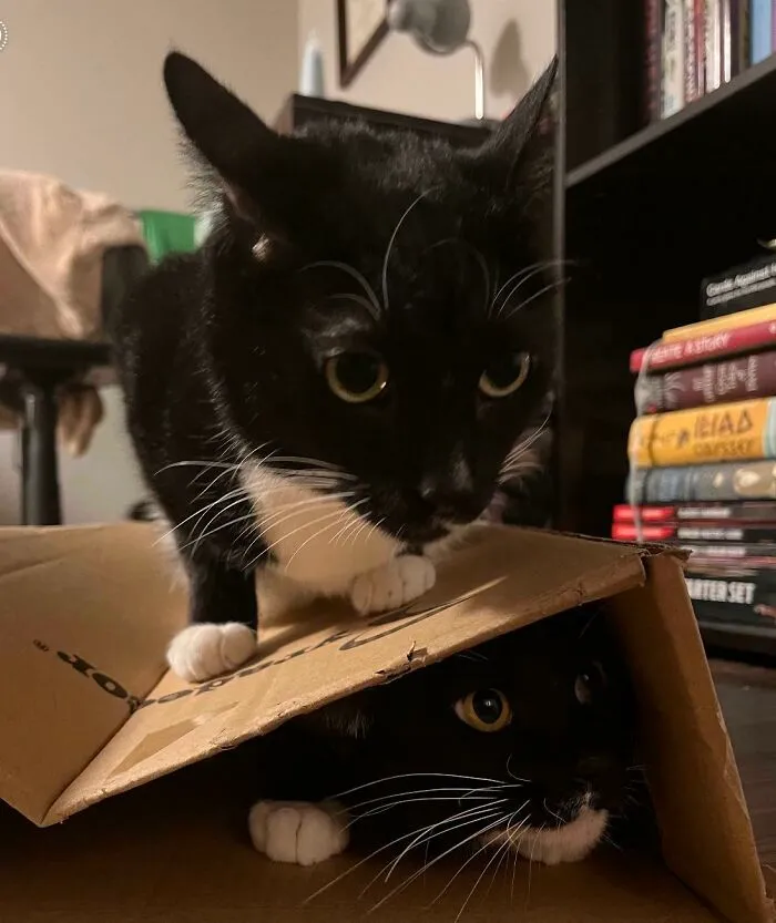 He Fell Into The Trap And His Brother Squished Him
