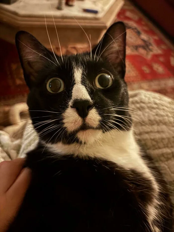 What Is He Thinking?