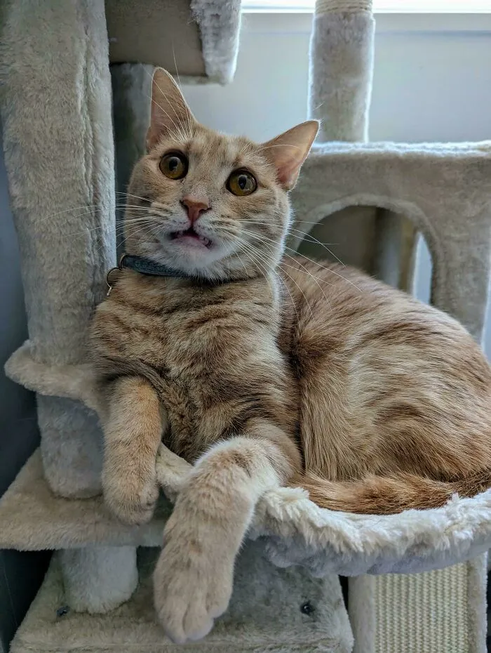 Oatmilk Rethinking His Life Choices After Biting His Daddy's Hand-Sanitizer Covered Finger