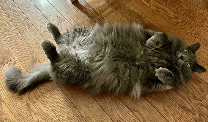 Look At That Face!