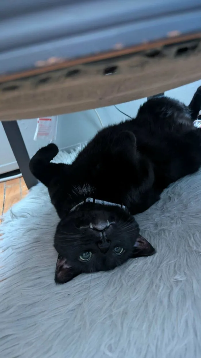 Must Have Dropped A Stapler Under My Chair
