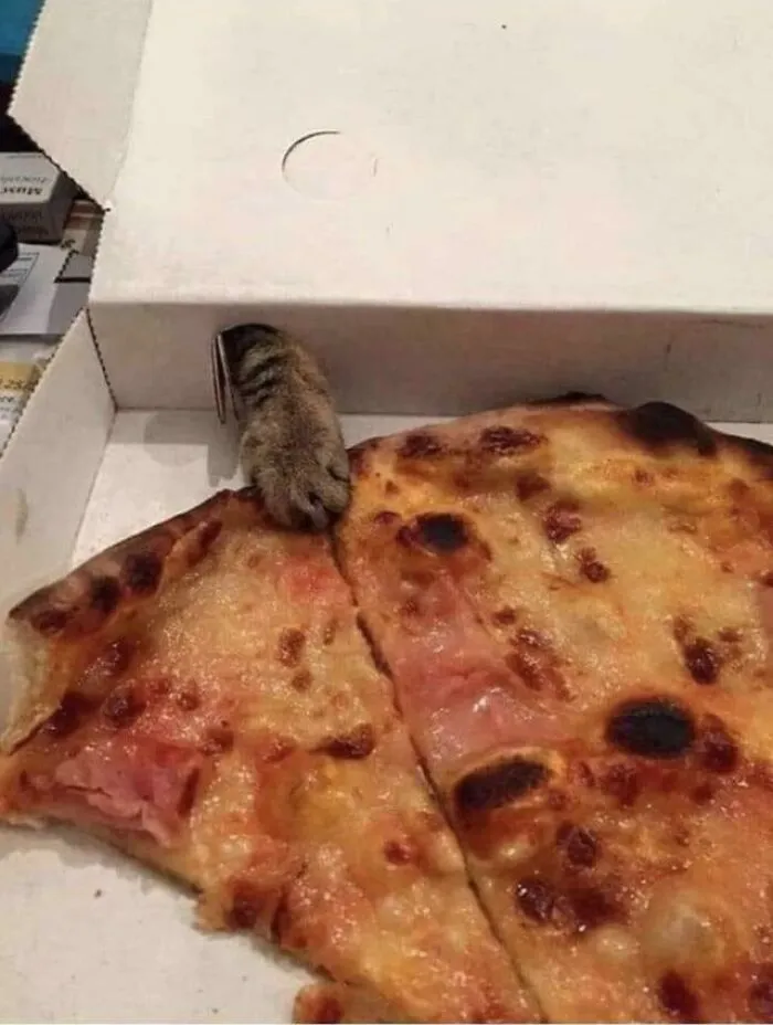 Cat Wants Pizza