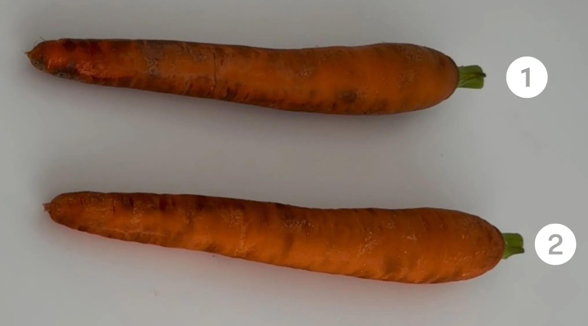 Two orange carrots, one labeled 1 and the other 2, shown for a real or cake carrot comparison test.
