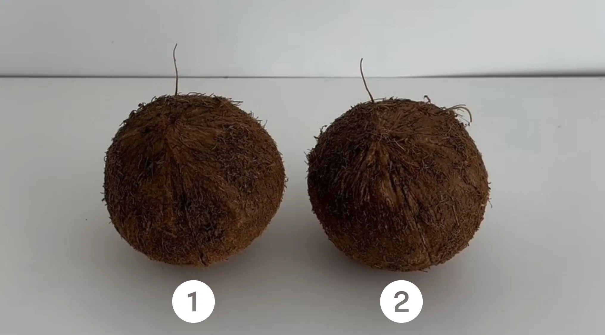 Two coconuts side by side on a white surface, prompting a real or cake coconut comparison challenge.