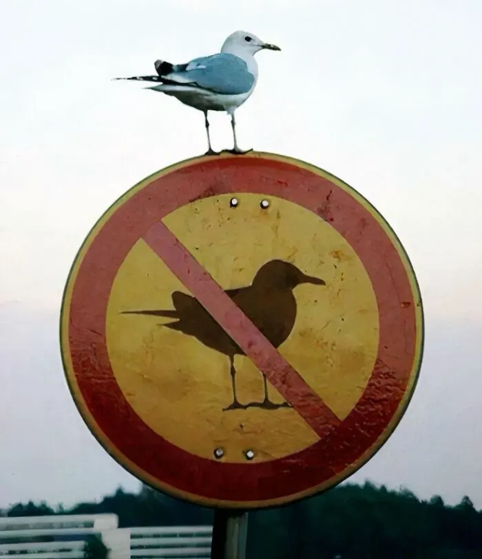 The Strongest Bird In The Universe