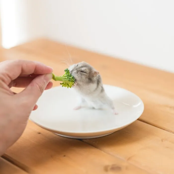 80 Adorable Hamster Pics From This Instagram Page That Might Make Your Day