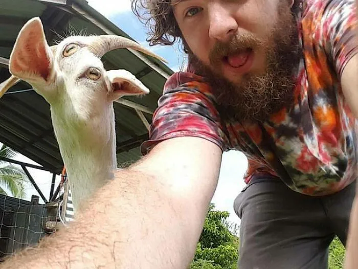 Don't Use Panorama With A Moving Goat