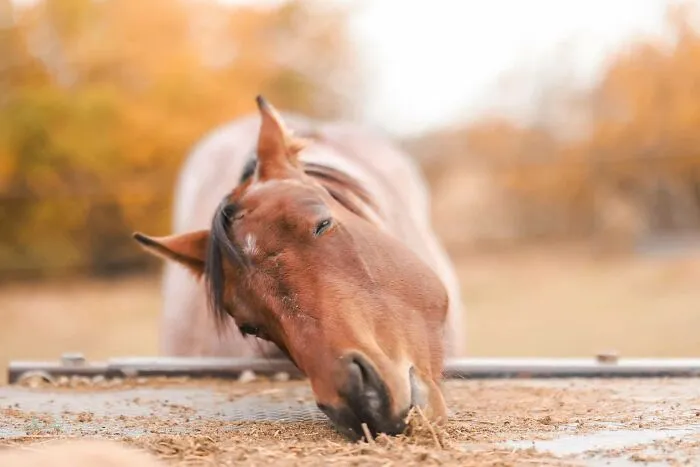 Horse making a silly face while people rush to take a pic of animals capturing funny expressions outdoors.