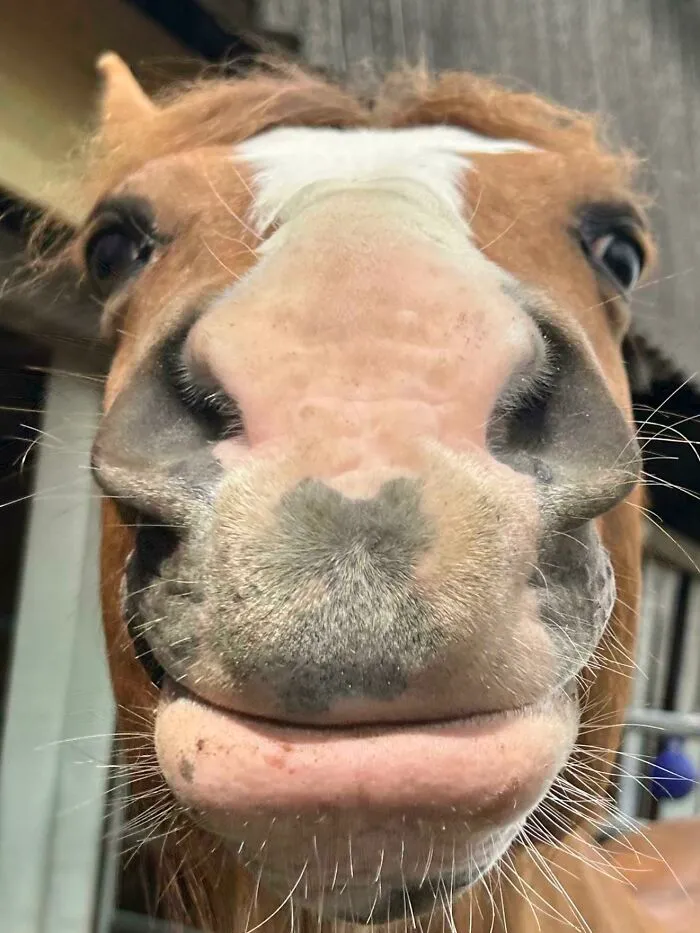 Close-up of a horse making a silly face, one of many animals captured in funny pictures by rushing people.