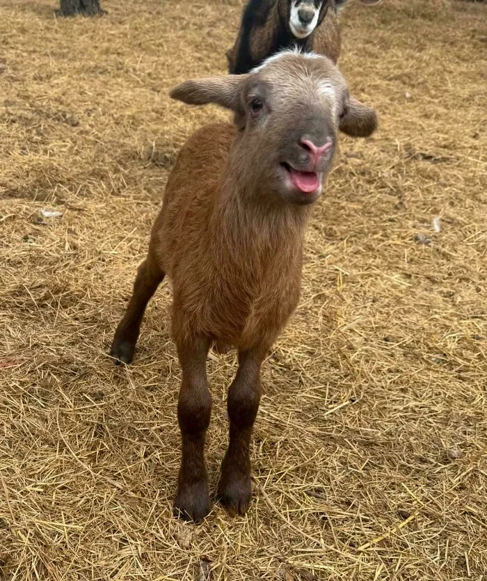 A New Face On The Farm Today