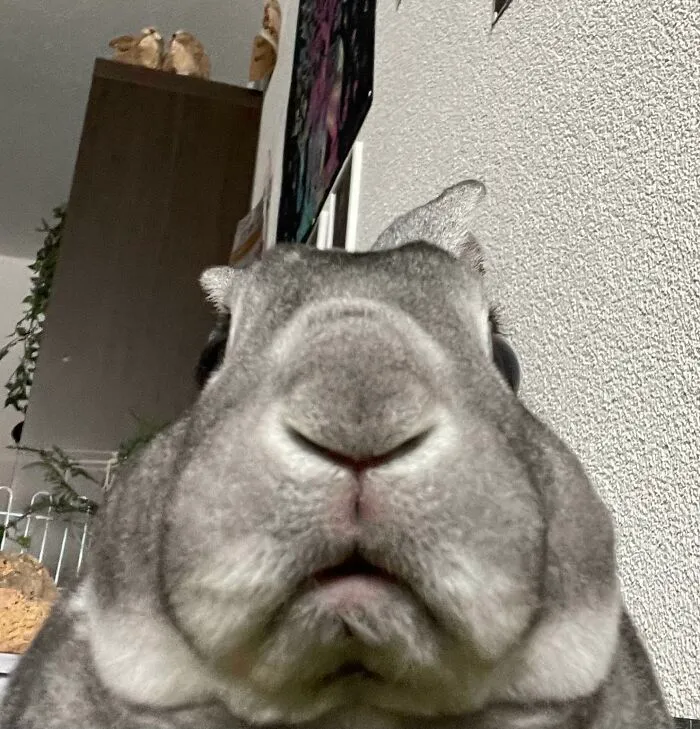 Close-up of a rabbit making a silly face, captured by a person rushing to take a pic of animals making silly faces.