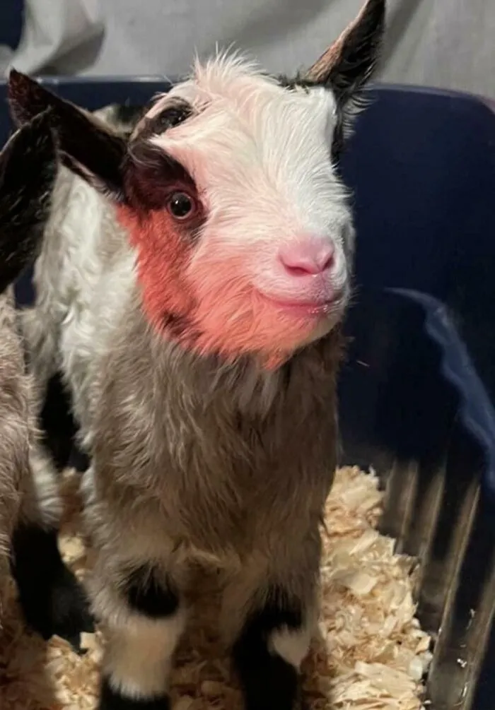 Young goat making a silly face in a pen filled with wood shavings, captured in a rush for animal photos.