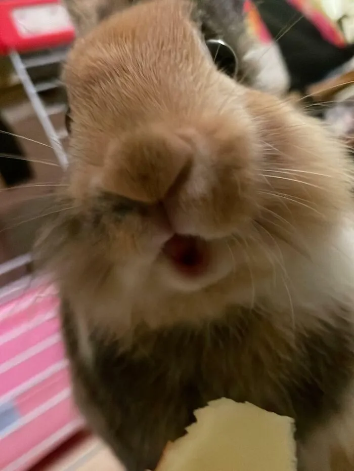 Close-up of a rabbit making a silly face while people rush to take a pic of animals making silly faces.