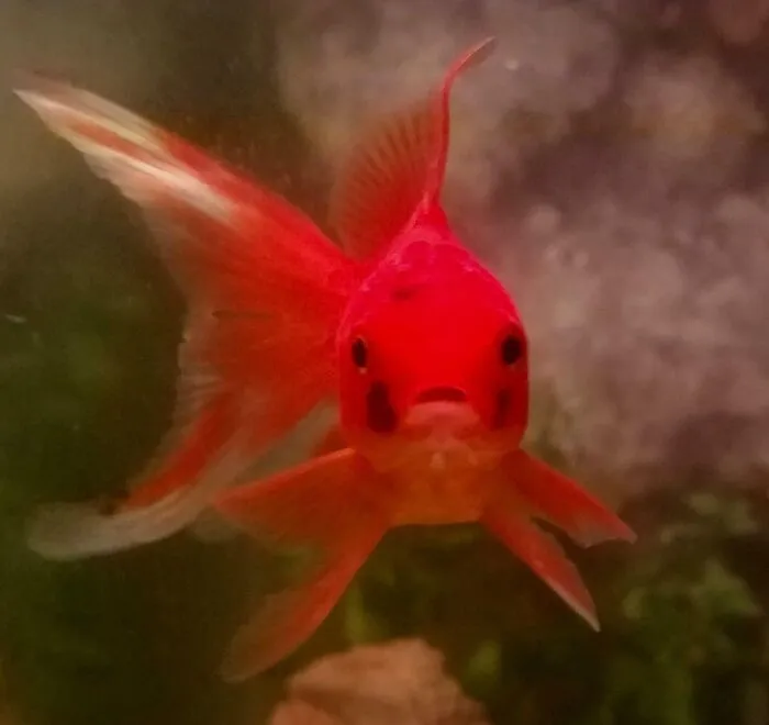 Bright red fish making a silly face underwater, attracting people rushing to take a pic of animals making silly faces.