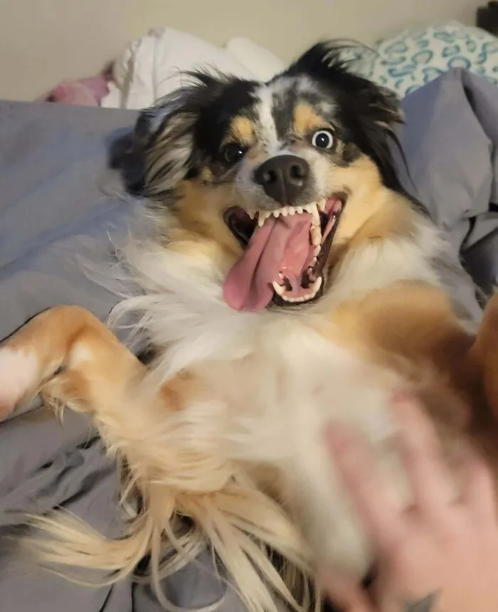 Playful dog making silly faces while people rush to take a pic of animals in a cozy indoor setting.