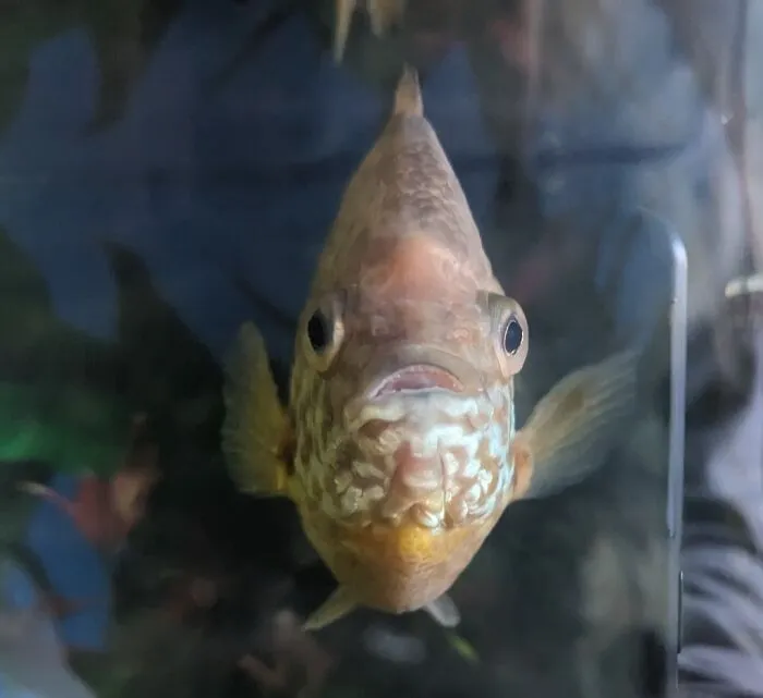 Close-up of a fish making a silly face underwater, one of the animals captured in a pic rush moment.