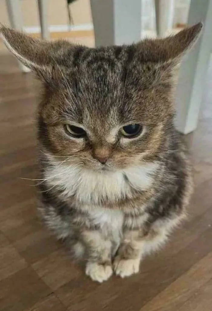 What Does This Cat Say?