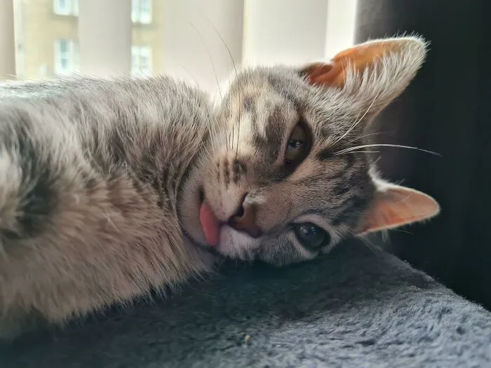 Cat.exe Failed To Launch