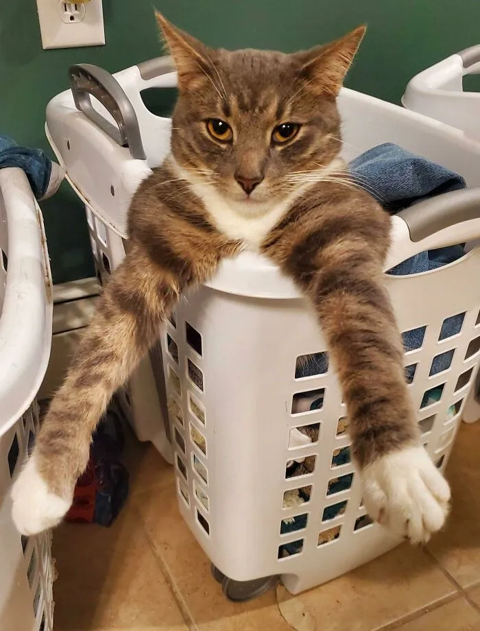 My Derpy Cat... Mr. Snuggles 😄