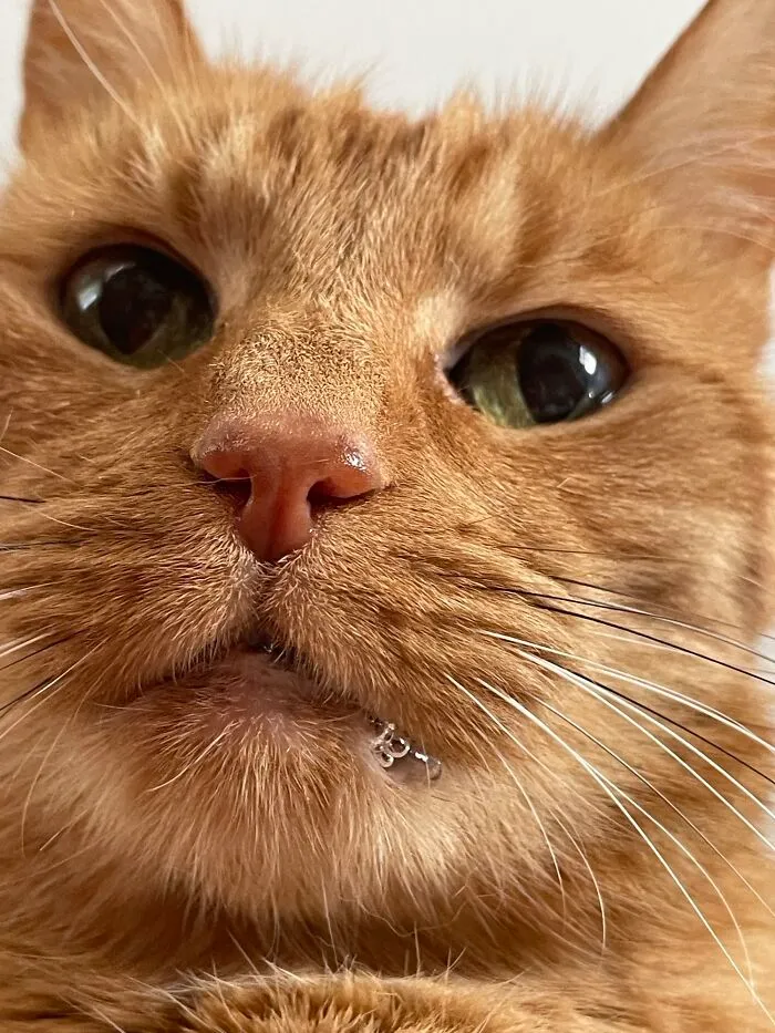 Pumpkin Likes To Sit On My Chest. She Drools And Derps So Majestically