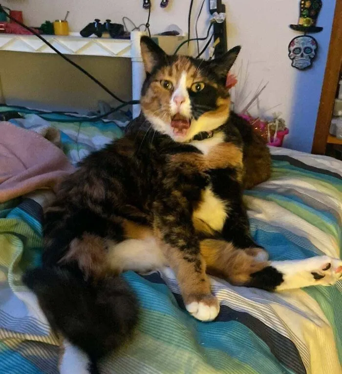 My Girl, Charlie, Is Either Really Photogenic Or Really Derpy, No In Between