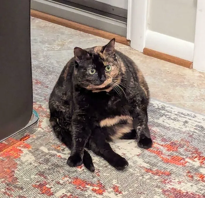 Why Does She Sit Like This?