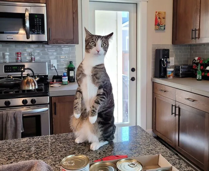 Derpy Meerkat