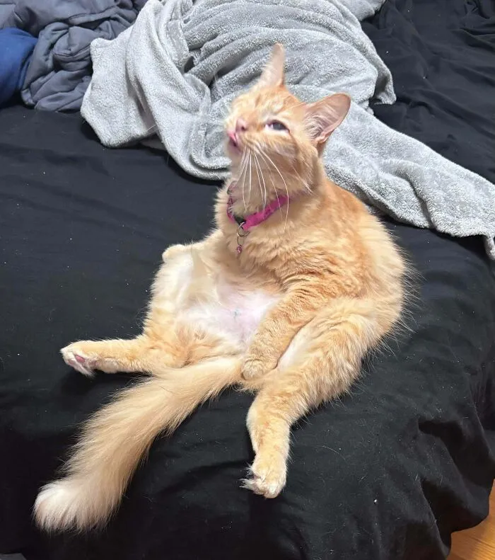 My Orange Girl Looking At The Ceiling Fan She Hates