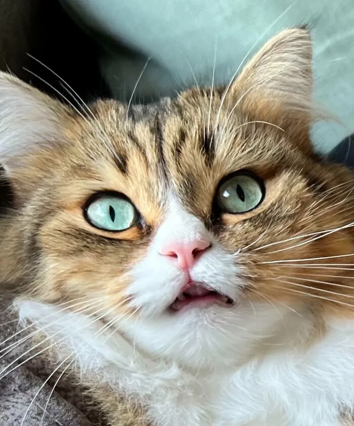 Derp Face