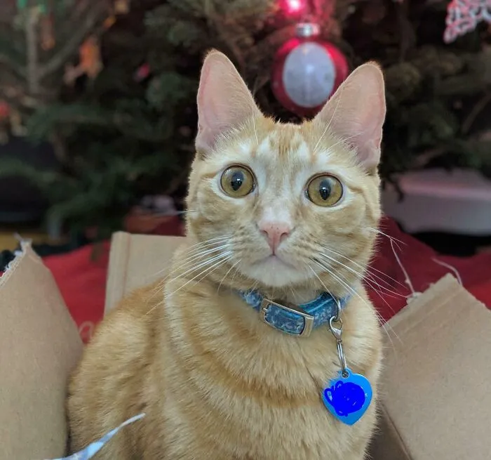 Festive ... And Slightly Bewildered