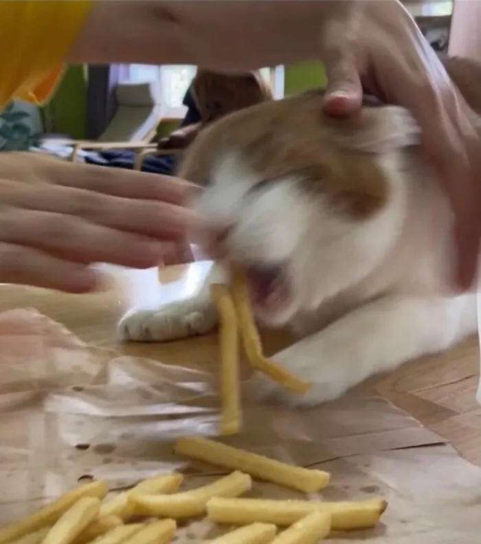 Blurry Picture Of A Cat