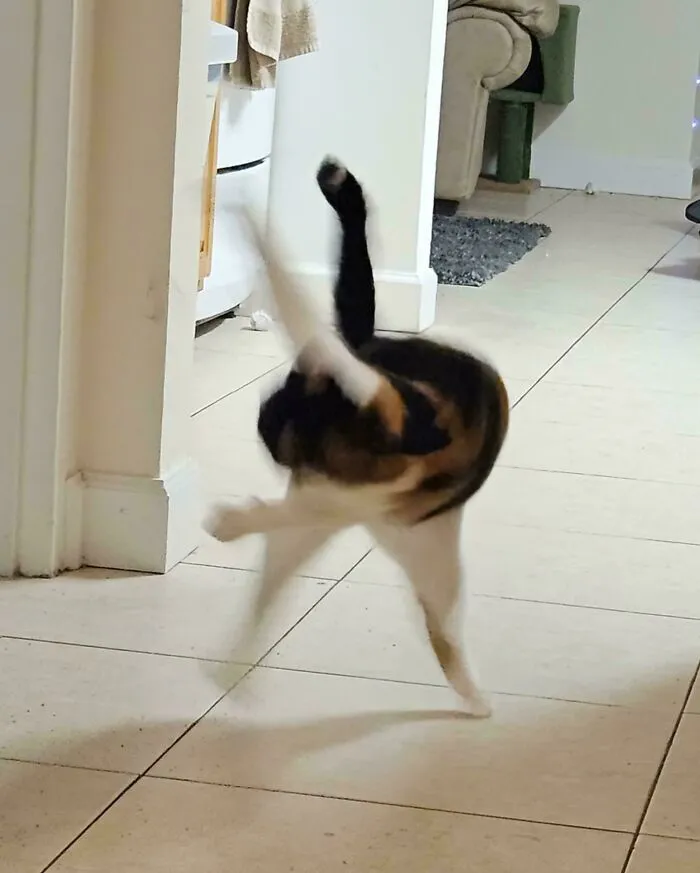 Blurry Picture Of A Cat