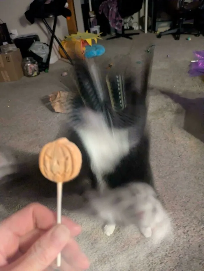 Blurry Picture Of A Cat