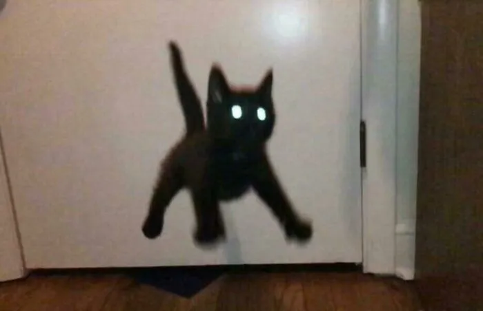 Blurry Picture Of A Cat