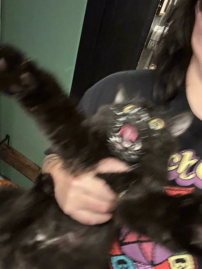 Blurry Picture Of A Cat