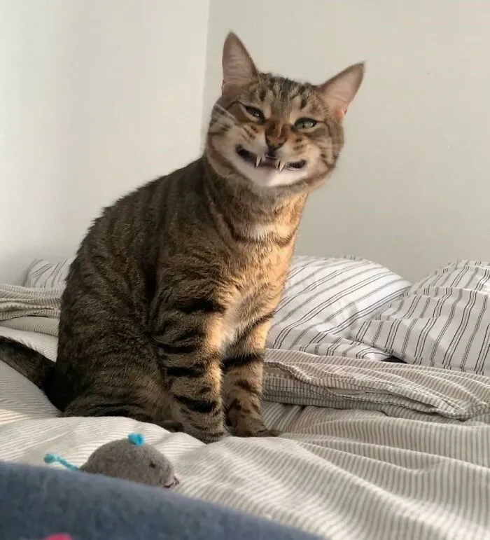 My Cat Finnegan Is Excited To Play With His New Toy
