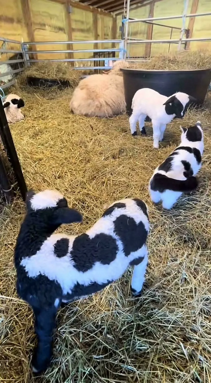 Cow Cat In Its Natural Habitat