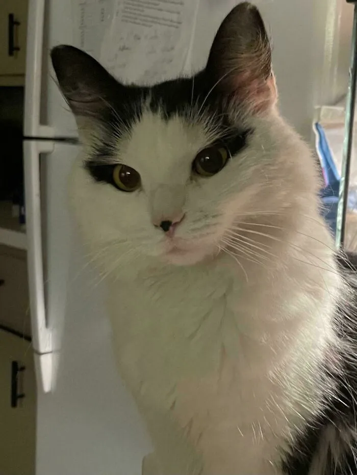 👋 I Was Told To Post Kitty Here 🐱