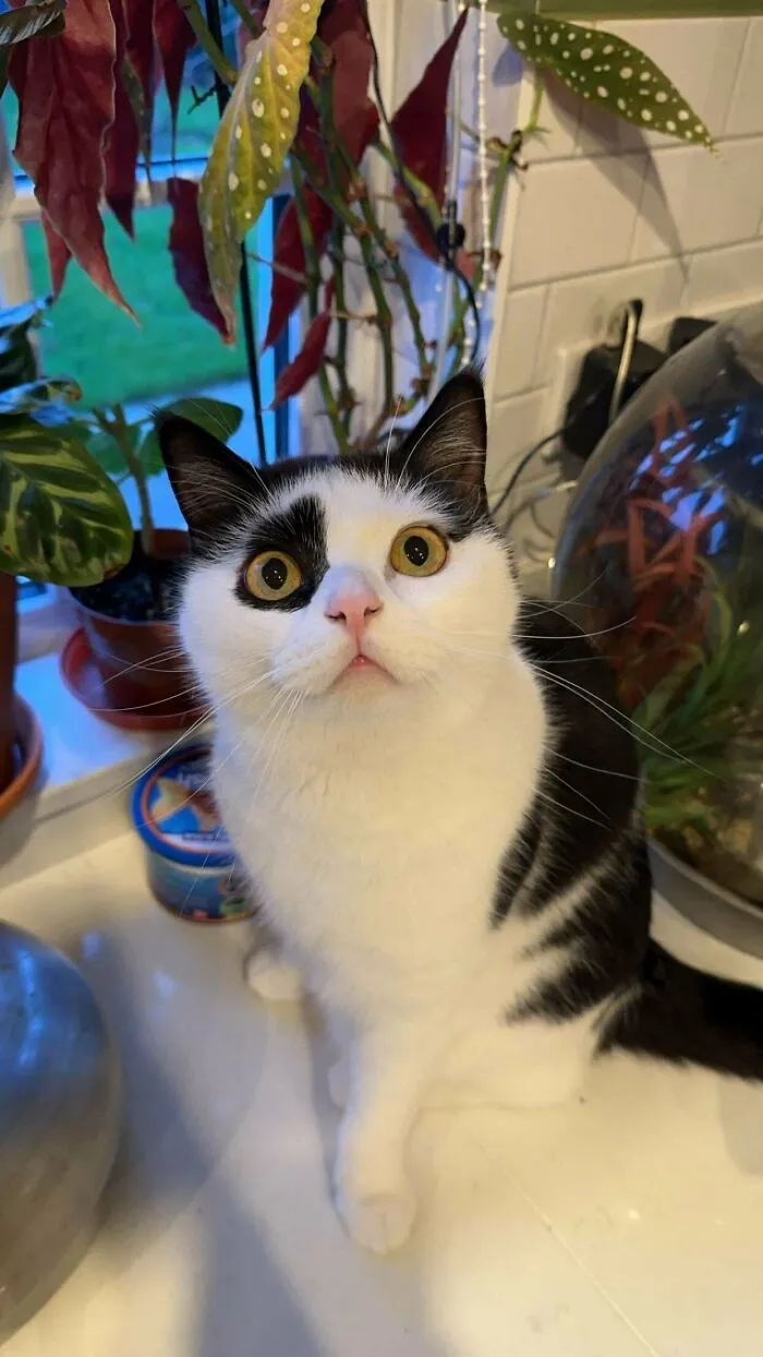 This Is Moomoo!!