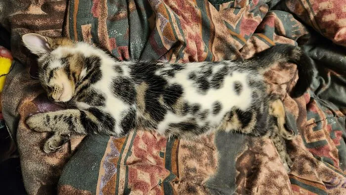 R/Cats Said I Belong Here🐾