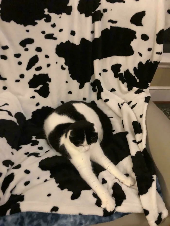 We Got Him A Camo Blanket