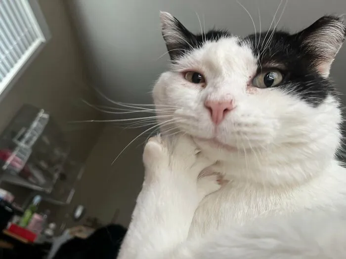 Just Sent Big Boy In For Dental Surgery, Please Pray For Him And My Wallet
