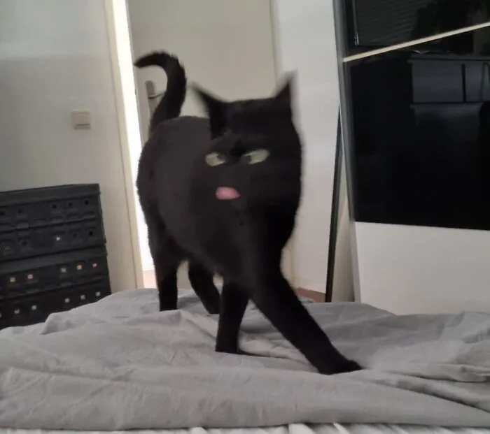 Blurry Picture Of A Cat