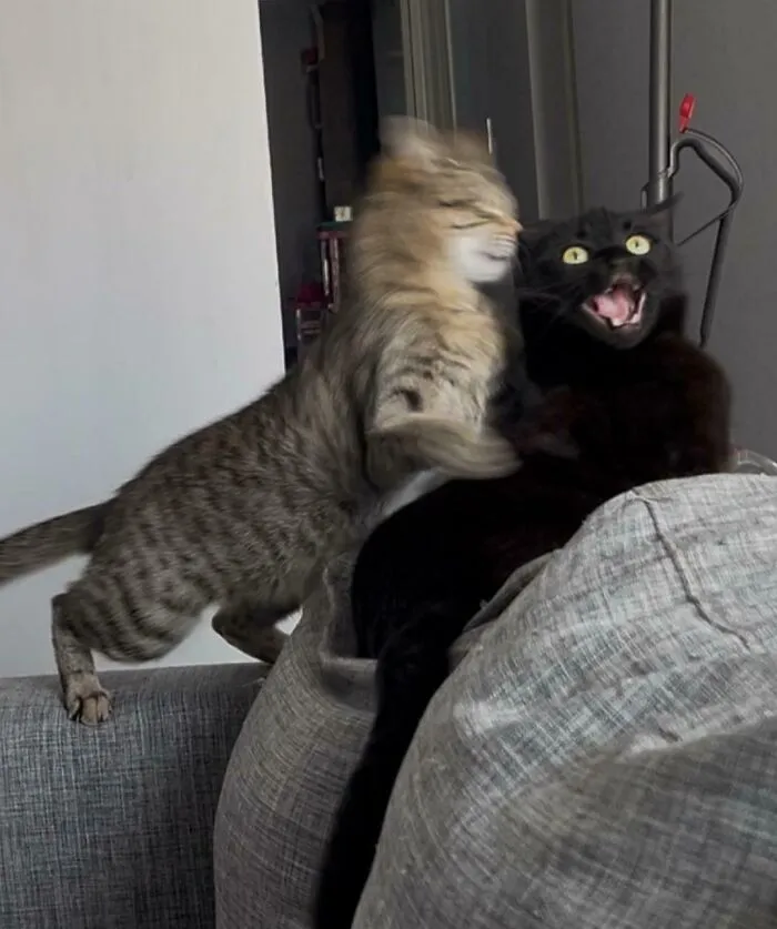 Blurry Picture Of A Cat