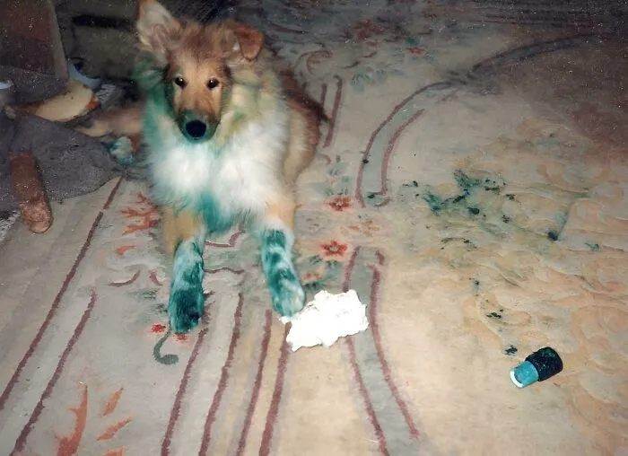 Esta es Bonnie, nuestra collie de 3 meses. Durante la noche, descubrió una lata de pintura azul con la tapa suelta.