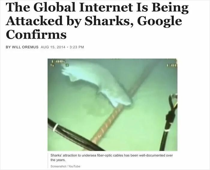 Shark attacking undersea fiber-optic cables, a wild incident making headlines for its impact on the global internet.